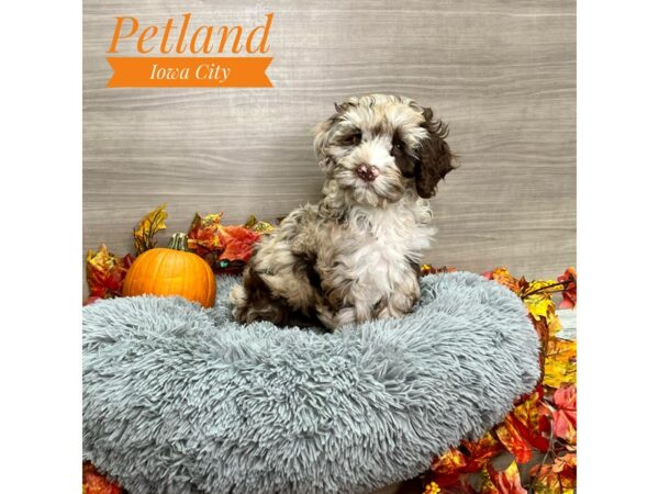 [#19173] Chocolate Merle Male Cock A Poo Puppies for Sale