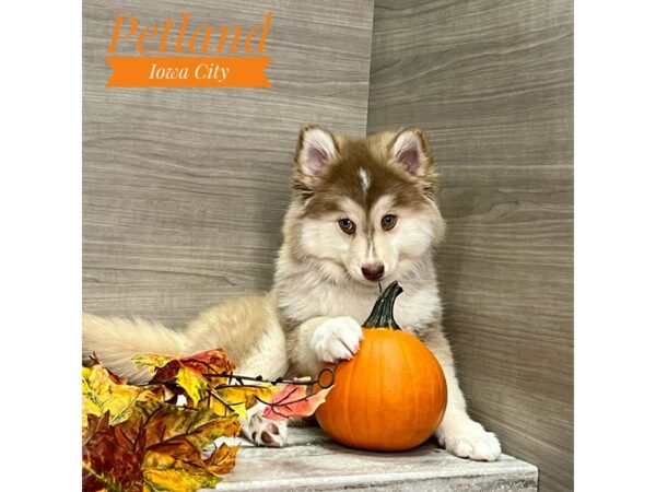 [#19174] Tan Female Pomsky Puppies for Sale