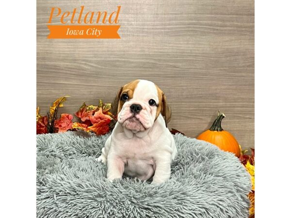 [#19177] Rd/Wht Female English Bulldog Puppies for Sale