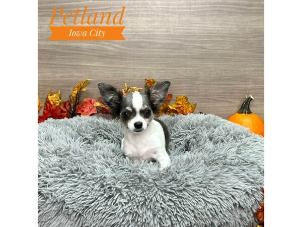 [#19180] Wht & Blu Male Chihuahua Puppies for Sale