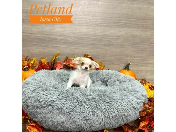 [#19181] Wht, Fawn mrks Male Chihuahua Puppies for Sale