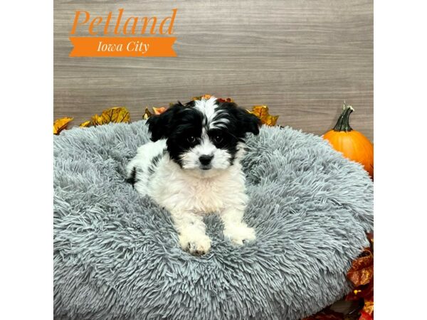 [#19185] Blk & Wht Male Coton De Tulear Puppies for Sale