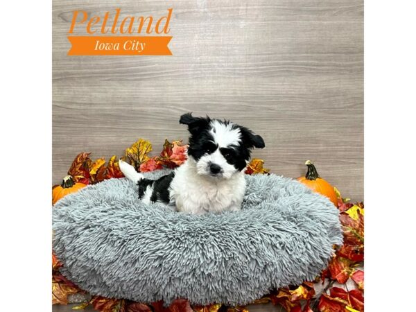 [#19184] Blk & Wht Female Coton De Tulear Puppies for Sale