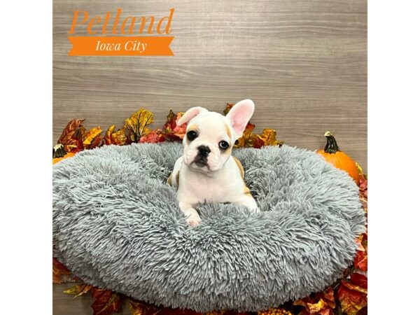 [#19187] Fawn Female French Bulldog Puppies for Sale