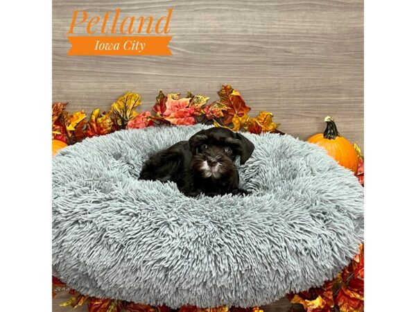 [#19188] Chocolate / Tan Female Miniature Schnauzer Puppies for Sale