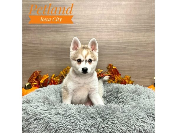 [#19190] Black Gray / White Male Alaskan Klee Kai Puppies for Sale