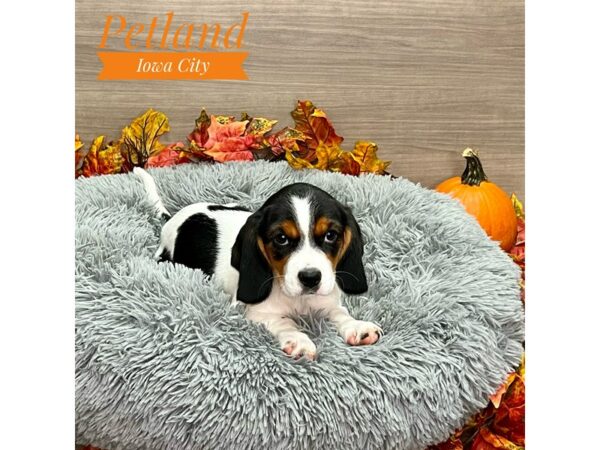 [#19191] Tri-Colored Female Beagalier Puppies for Sale