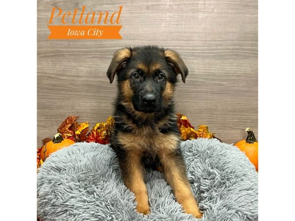 [#19192] Black / Tan Male German Shepherd Dog Puppies for Sale