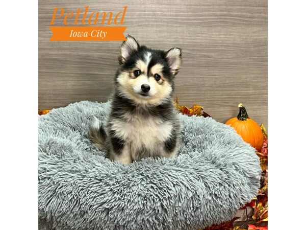 [#19195] Gray / White Female Pomsky Puppies for Sale