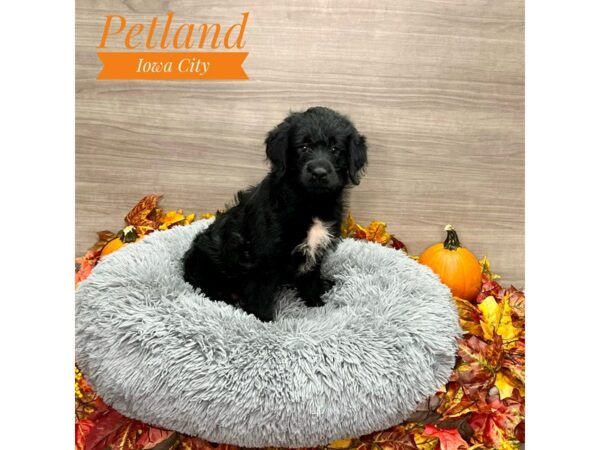 [#19196] Black Female Labradoodle Mini Puppies for Sale