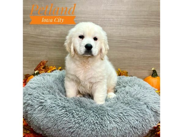 [#19197] Gldn Male Golden Retriever Puppies for Sale