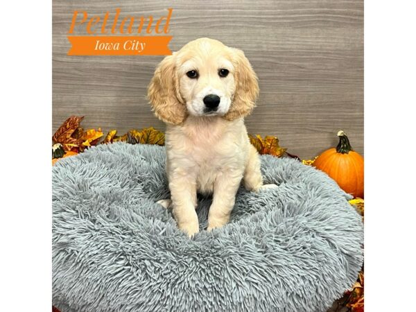 [#19199] gldn, wh mkgs Female Golden Retriever/ Cocker Spaniel Puppies for Sale