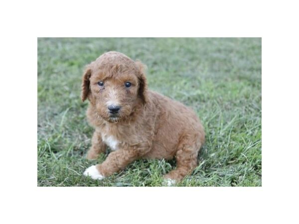 [#19214] Red Male Poodle Standard Puppies for Sale