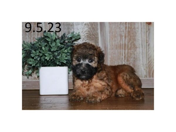[#19213] Wheaten Female Soft Coated Wheaten Terrier Puppies for Sale