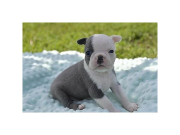 [#19219] Blue / White Male Boston Terrier Puppies for Sale