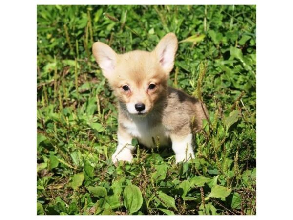 [#19208] fn sbl, wh mkgs Male Pembroke Welsh Corgi Puppies for Sale