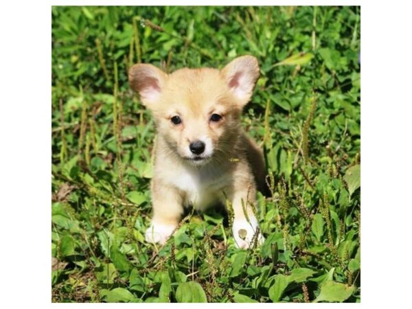 [#19209] Fawn Sable Female Pembroke Welsh Corgi Puppies for Sale