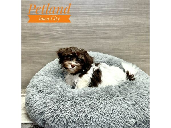 [#19200] Male Havanese Puppies for Sale