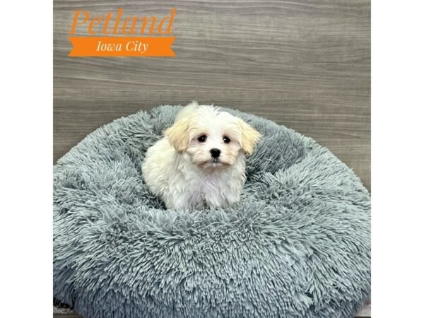 [#19201] Crm/wht Female Havanese Puppies for Sale