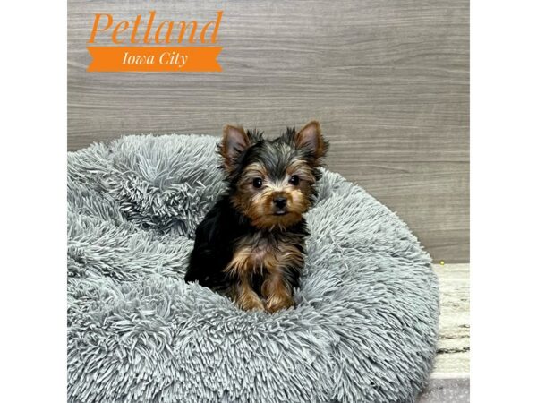 [#19205] bl & gld Male Yorkshire Terrier Puppies for Sale
