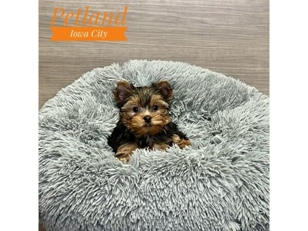 [#19204] bl & gld Female Yorkshire Terrier Puppies for Sale