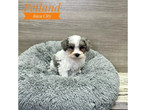 [#19206] Wh & blk, mrl mkgs Male Schnoodle Puppies for Sale