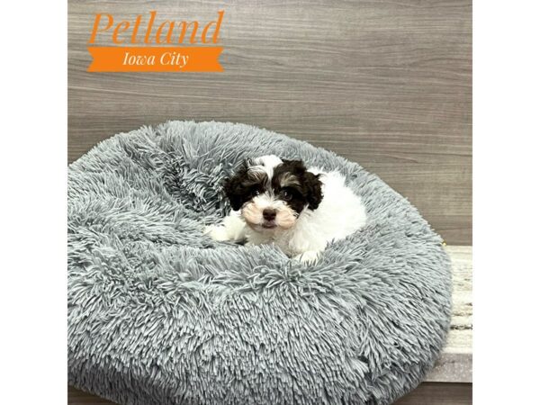 [#19207] Chlt & Wht Female Schnoodle Puppies for Sale