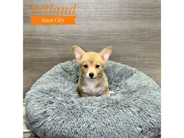 [#19208] fn sbl, wh mkgs Male Pembroke Welsh Corgi Puppies for Sale