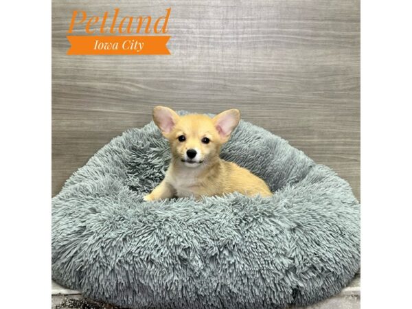 [#19209] Fawn Sable Female Pembroke Welsh Corgi Puppies for Sale