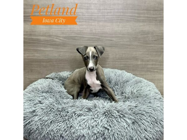 [#19210] Blue Male Italian Greyhound Puppies for Sale