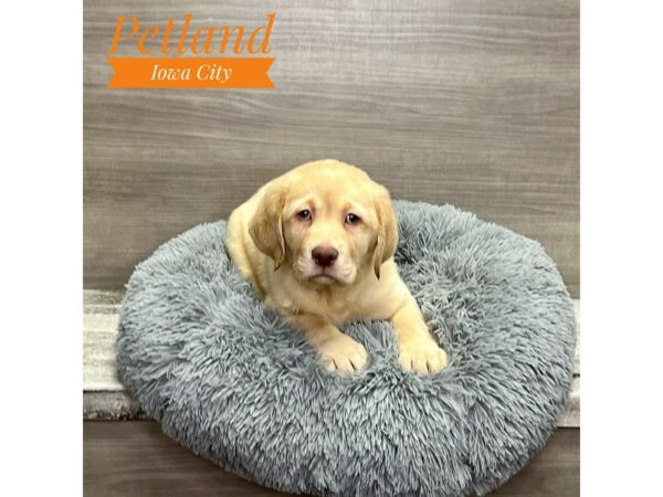 [#19211] Yellow Male Labrador Retriever Puppies for Sale