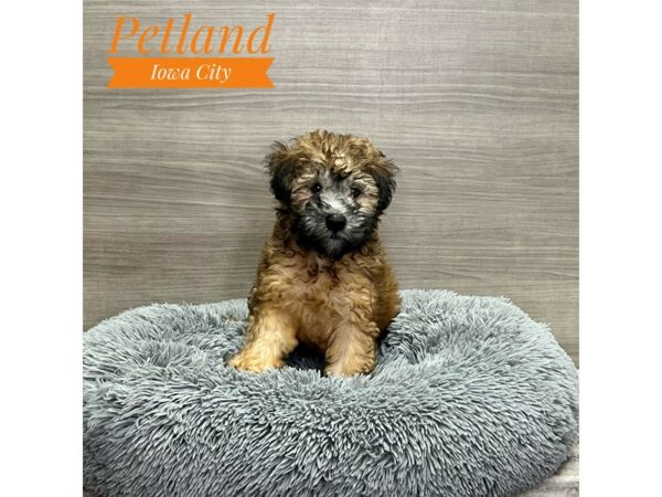 [#19213] Wheaten Female Soft Coated Wheaten Terrier Puppies for Sale