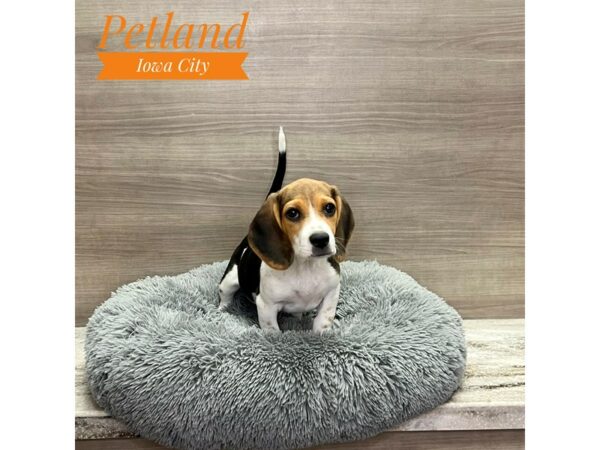 [#19218] Tri-Colored Female Beagle Puppies for Sale