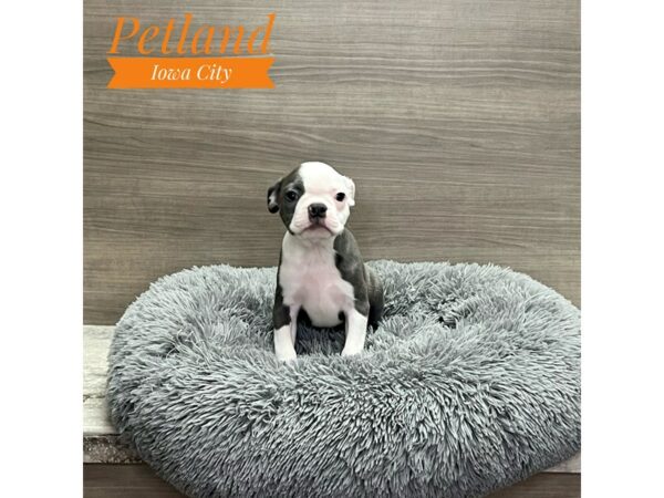 [#19219] Blue / White Male Boston Terrier Puppies for Sale