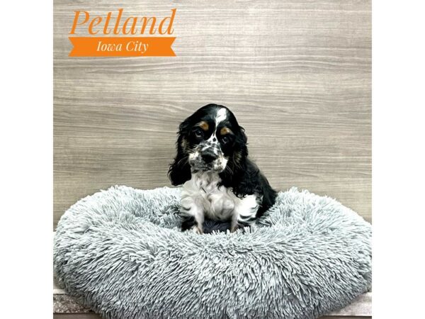 [#19220] Black / White Male Cock A Poo 2nd Gen Puppies for Sale
