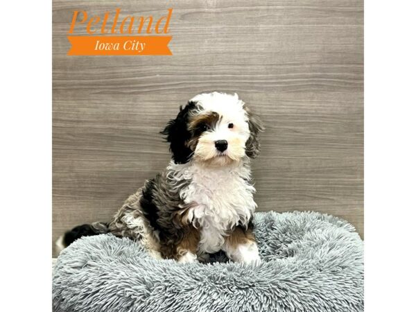 [#19221] Blue Merle Male Bernedoodle Mini 2nd Gen Puppies for Sale
