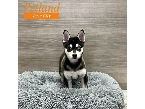 [#19222] Black / White Male Alaskan Klee Kai Puppies for Sale