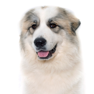 Petland Iowa City, Iowa Great Pyrenees