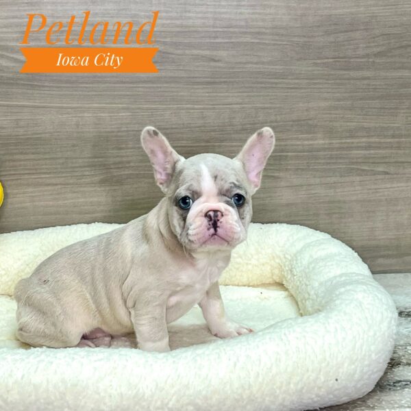 [#2337-02] Lilac F French Bulldog Puppies For Sale