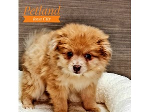 [#232909-04] Chocolate Sable F Pomeranian Puppies For Sale