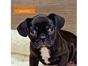 French Bulldog/Pug (M) 19317 Image #1