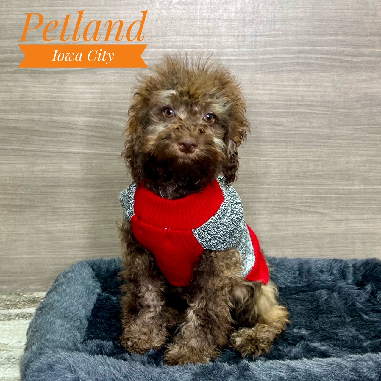 Dogs & Puppies For Sale Page 2 of 6 Petland Iowa City, Iowa