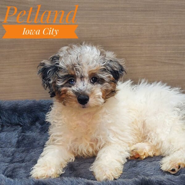 [#232938-01] Chocolate / White M Poodle Puppies For Sale
