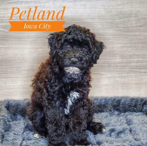 [#233198-05] Brindle F Whoodle Puppies For Sale