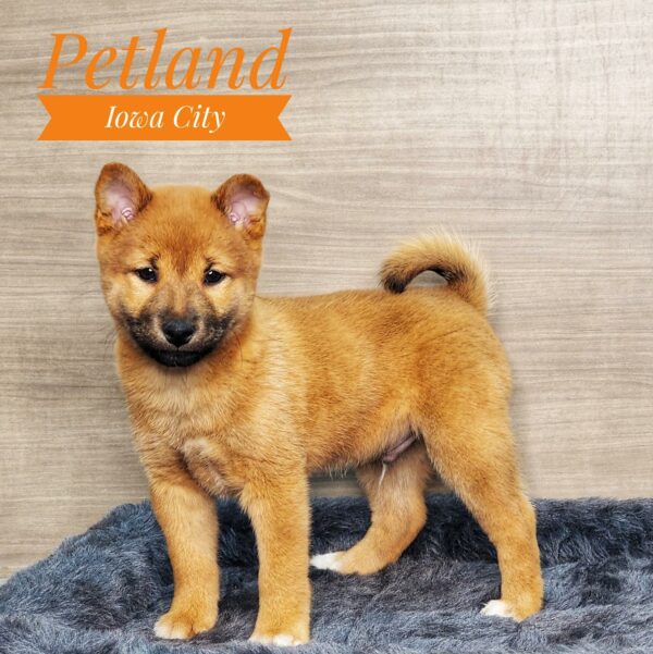 [#233190-02] Red Sesame M Shiba Inu Puppies For Sale