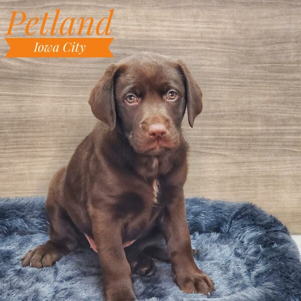 [#233298-08] Chocolate F Labrador Retriever Puppies For Sale