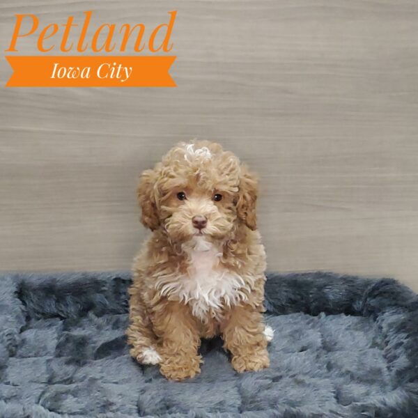 [#233130-04] Red / White F Poodle Puppies For Sale