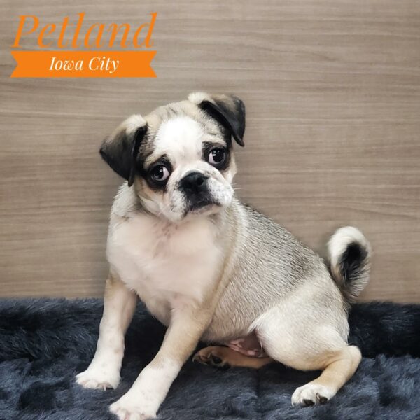 [#232813-01] Black / White Panda M Pug Puppies For Sale