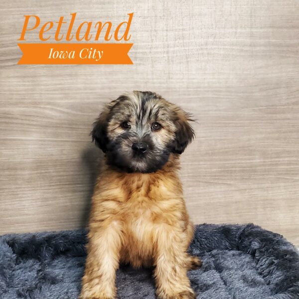[#233141-06] Wheaten F Soft Coated Wheaten Terrier Puppies For Sale