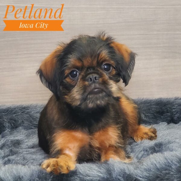 [#233118-01] Wheaten F Brussels Griffon Puppies For Sale